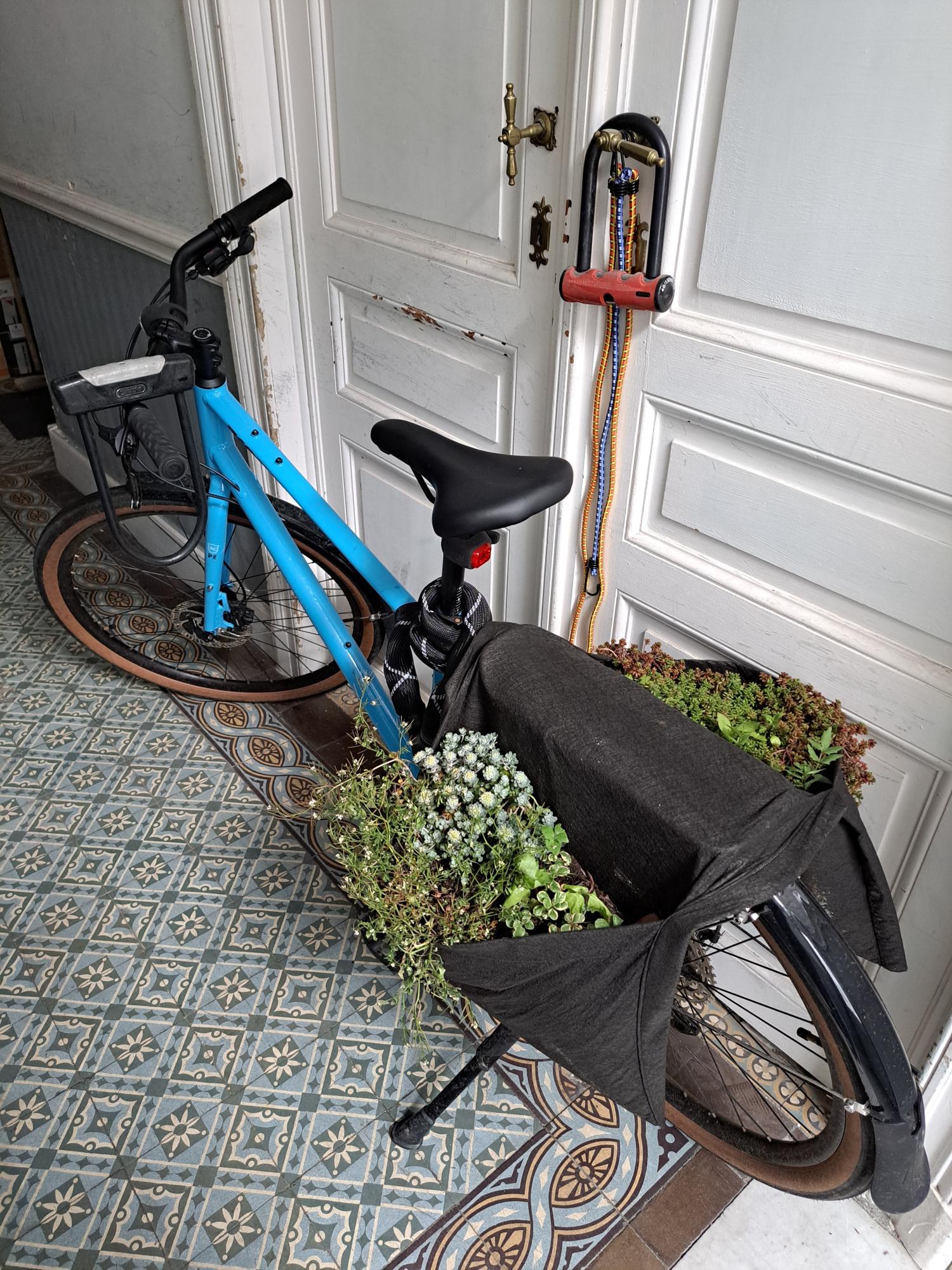 2022 Kona dew deluxe Blue