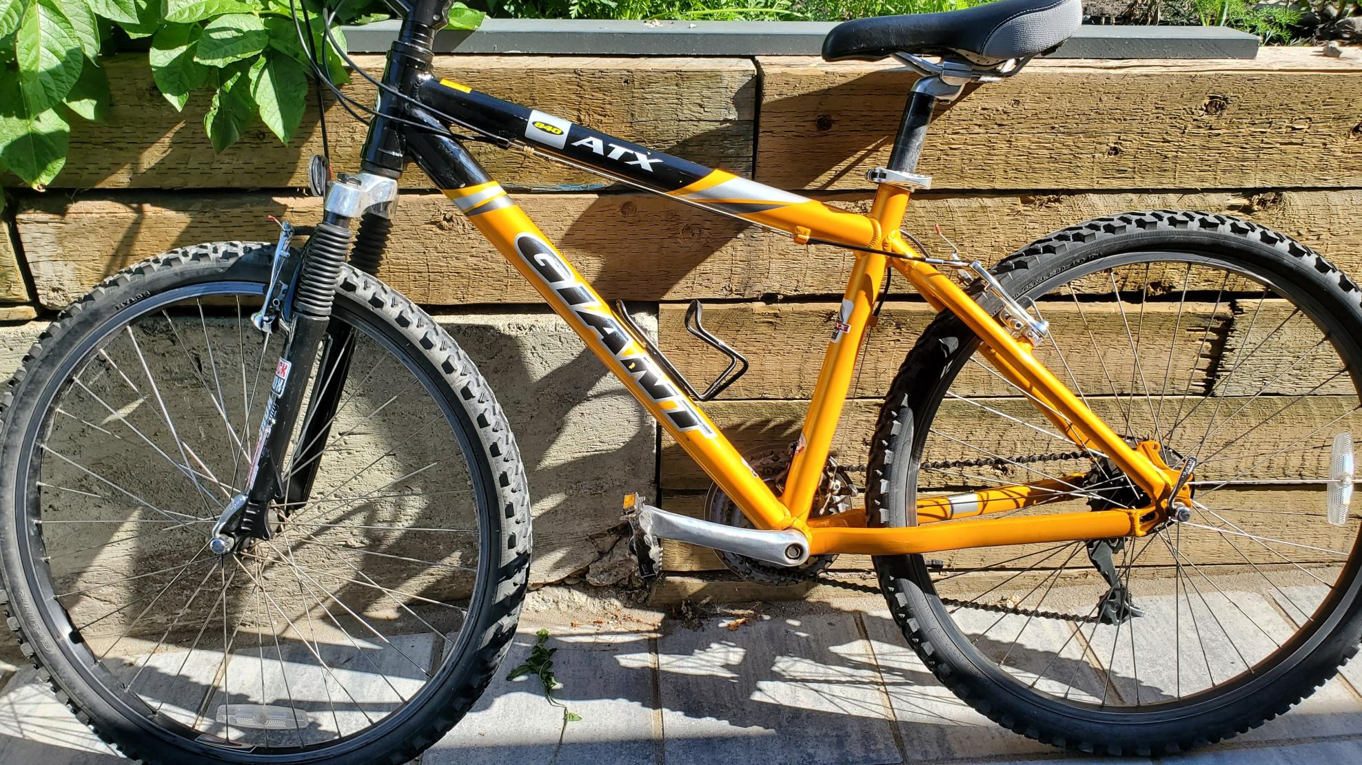 Giant Yellow or Gold