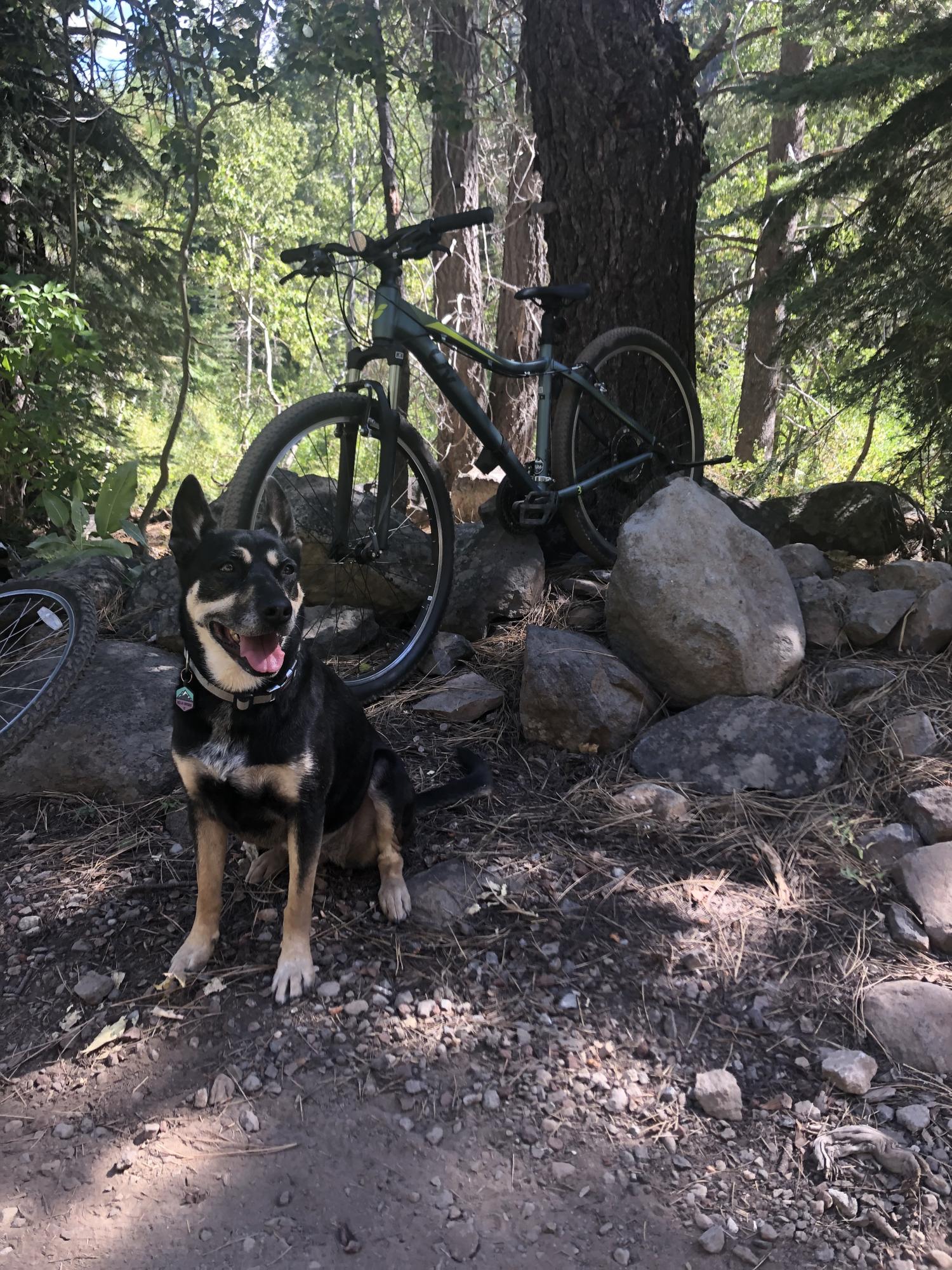 2024 Liv Bliss 3 Green