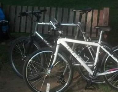 Giant Silver or Gray