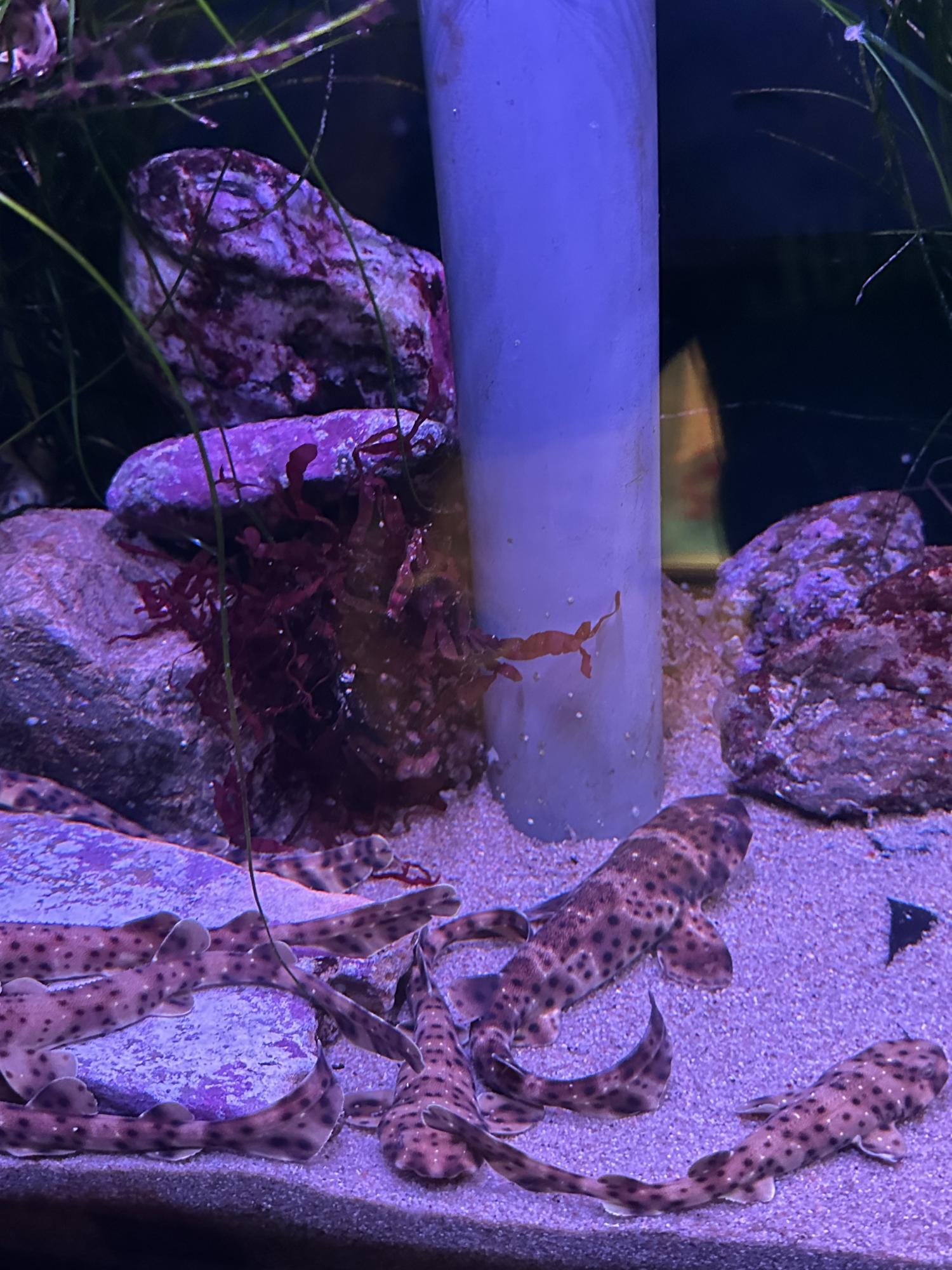 2021 Liv Small Brown