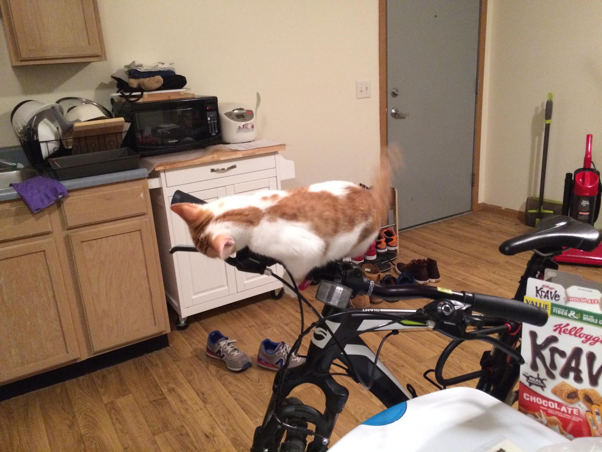 2013 Giant Roam 3 Black and White