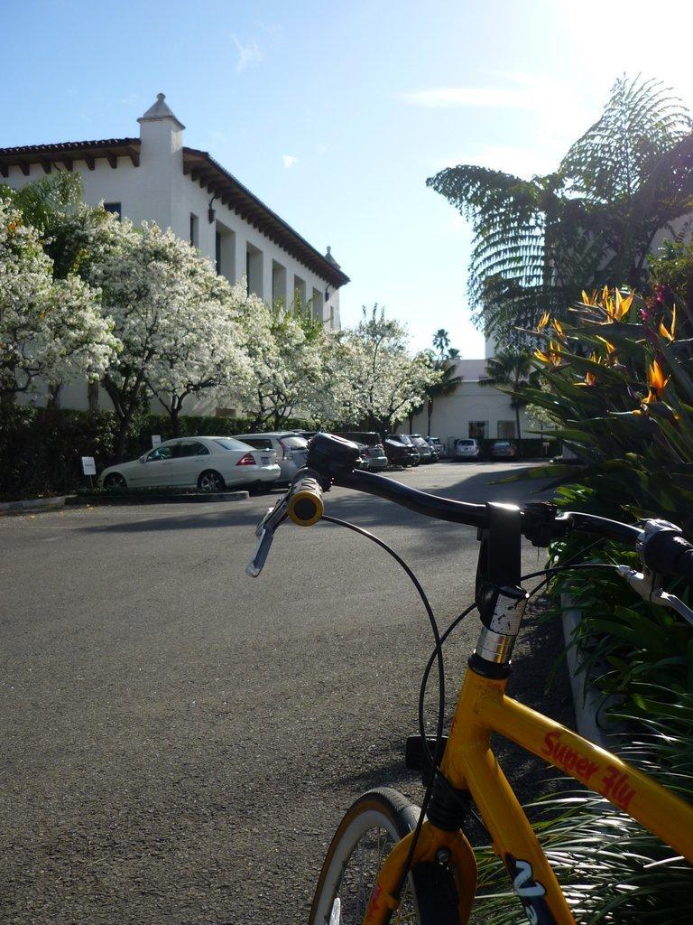 Van Dessel Super Fly  Black