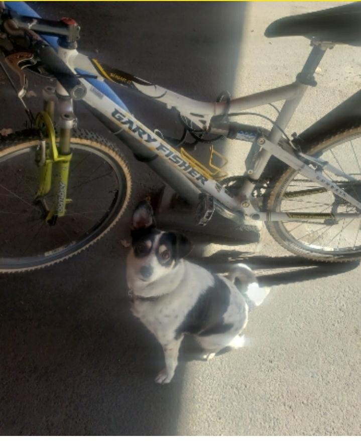 Gary Fisher Sugar2 White, Yellow or Gold, and Black