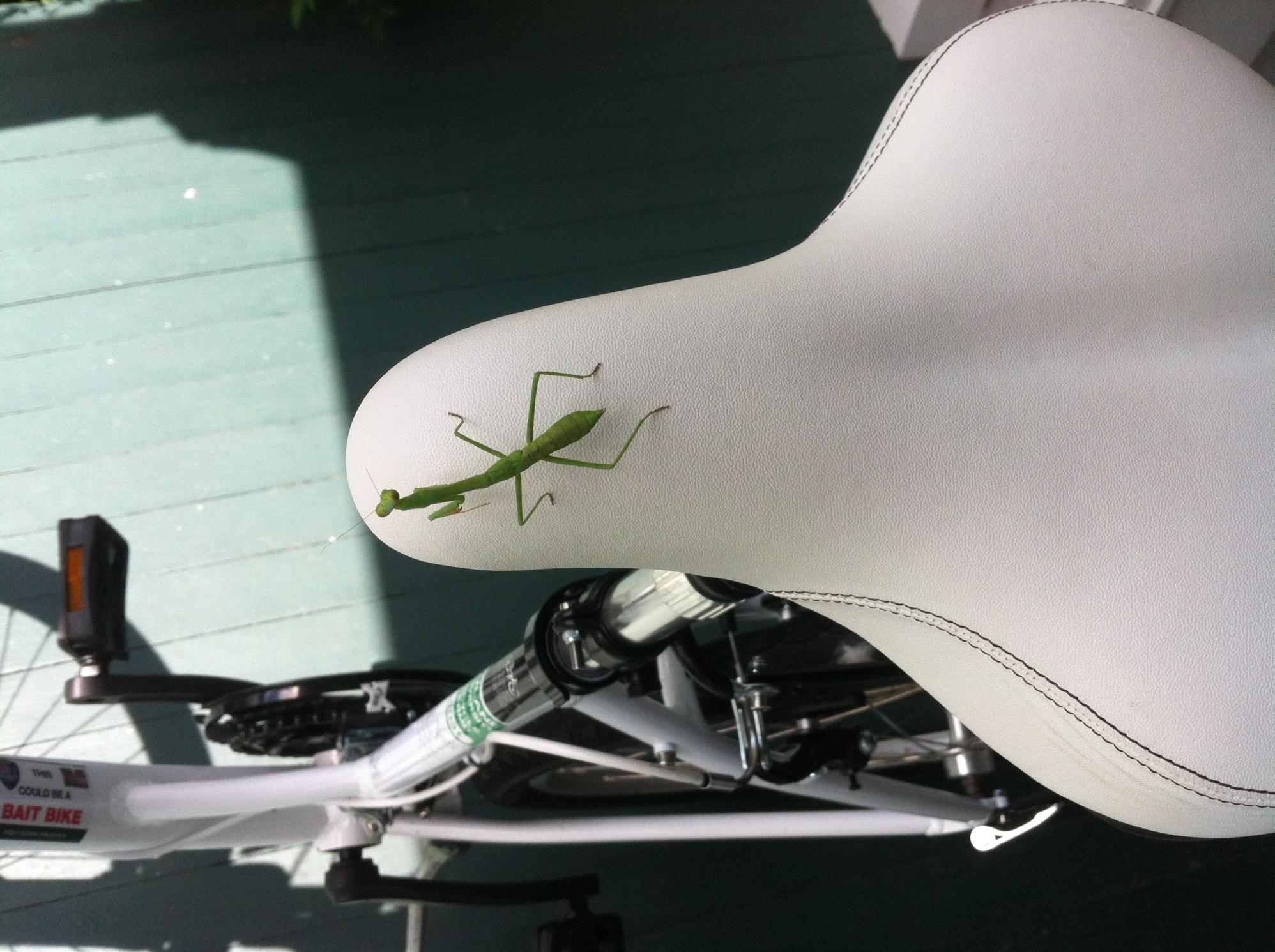 Schwinn White