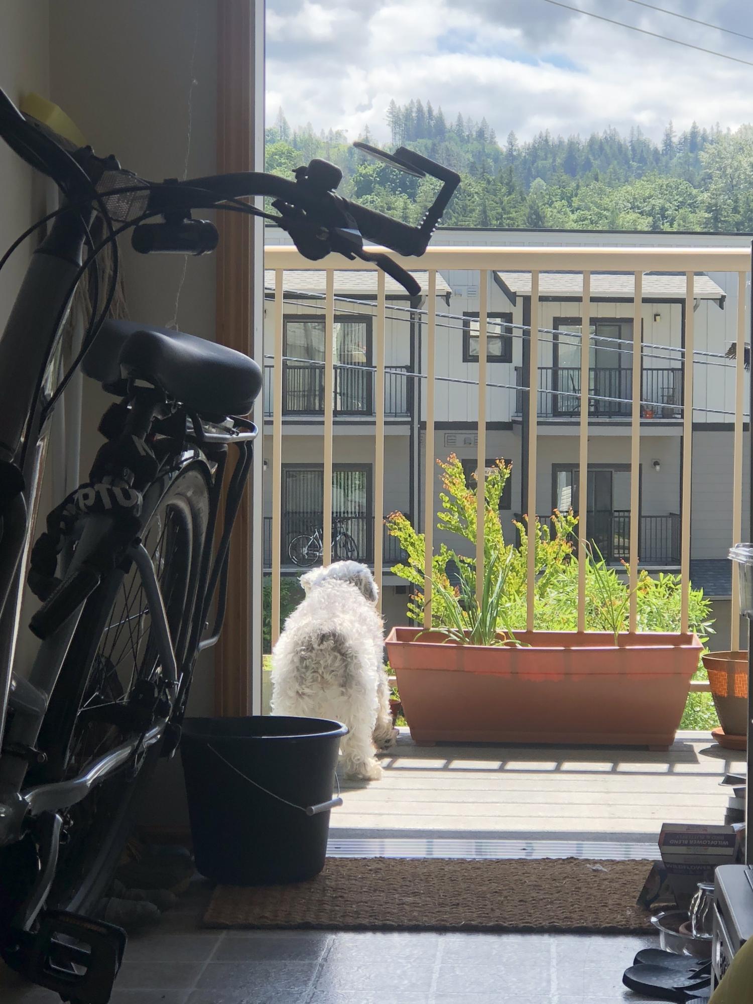 2019 Norco Bikes Blue