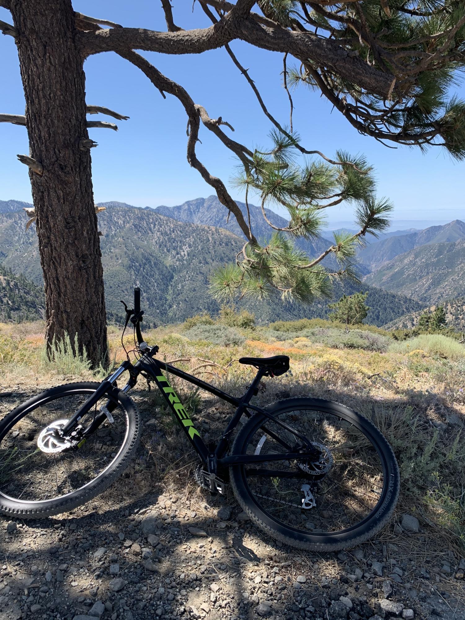 2019 Trek Trek Marlin 6 Black and Green