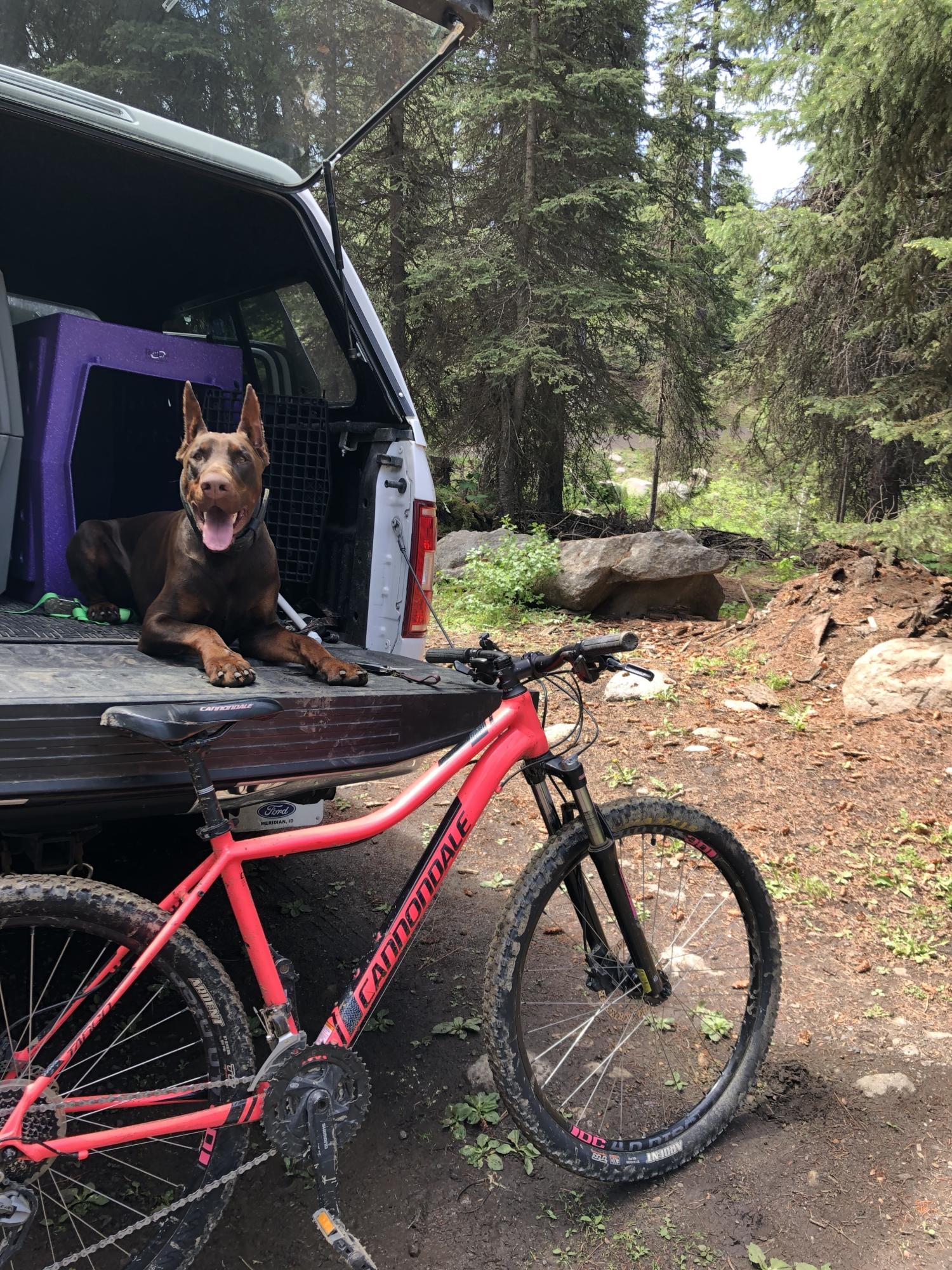 Cannondale Tango 27.5 Pink