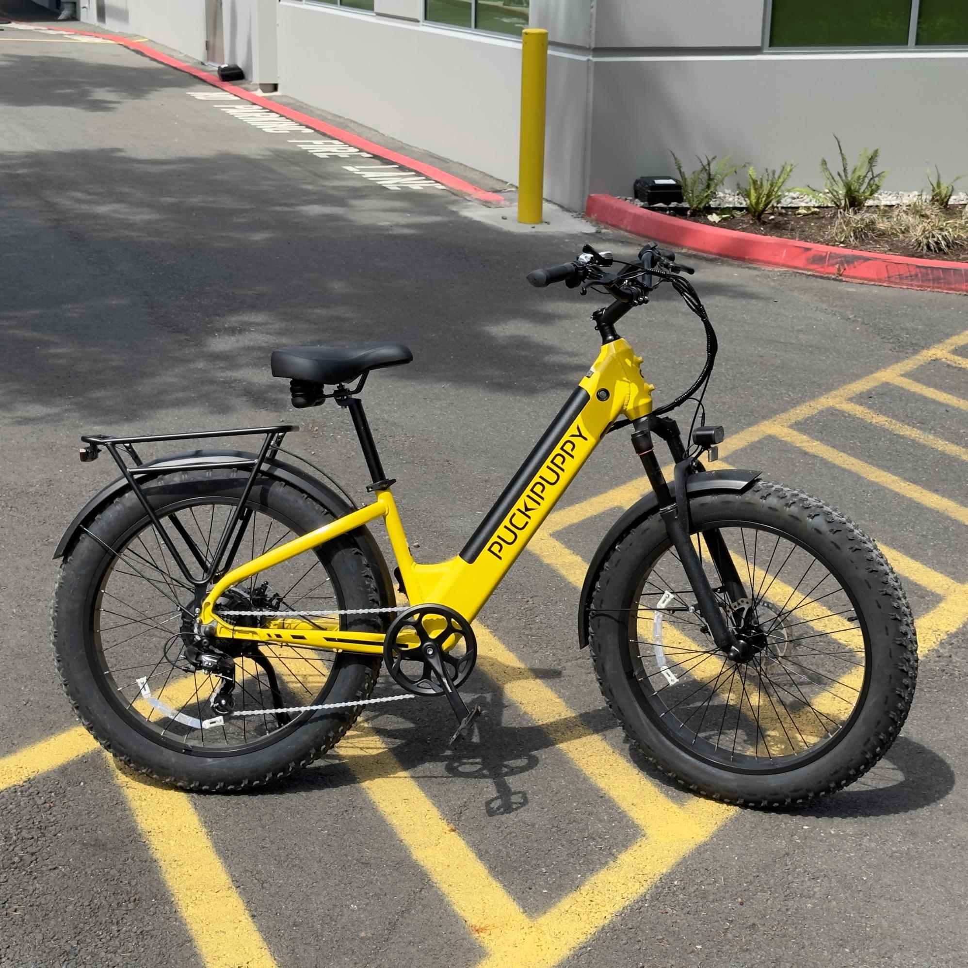 2024 Puckipuppy Samoyed Yellow or Gold