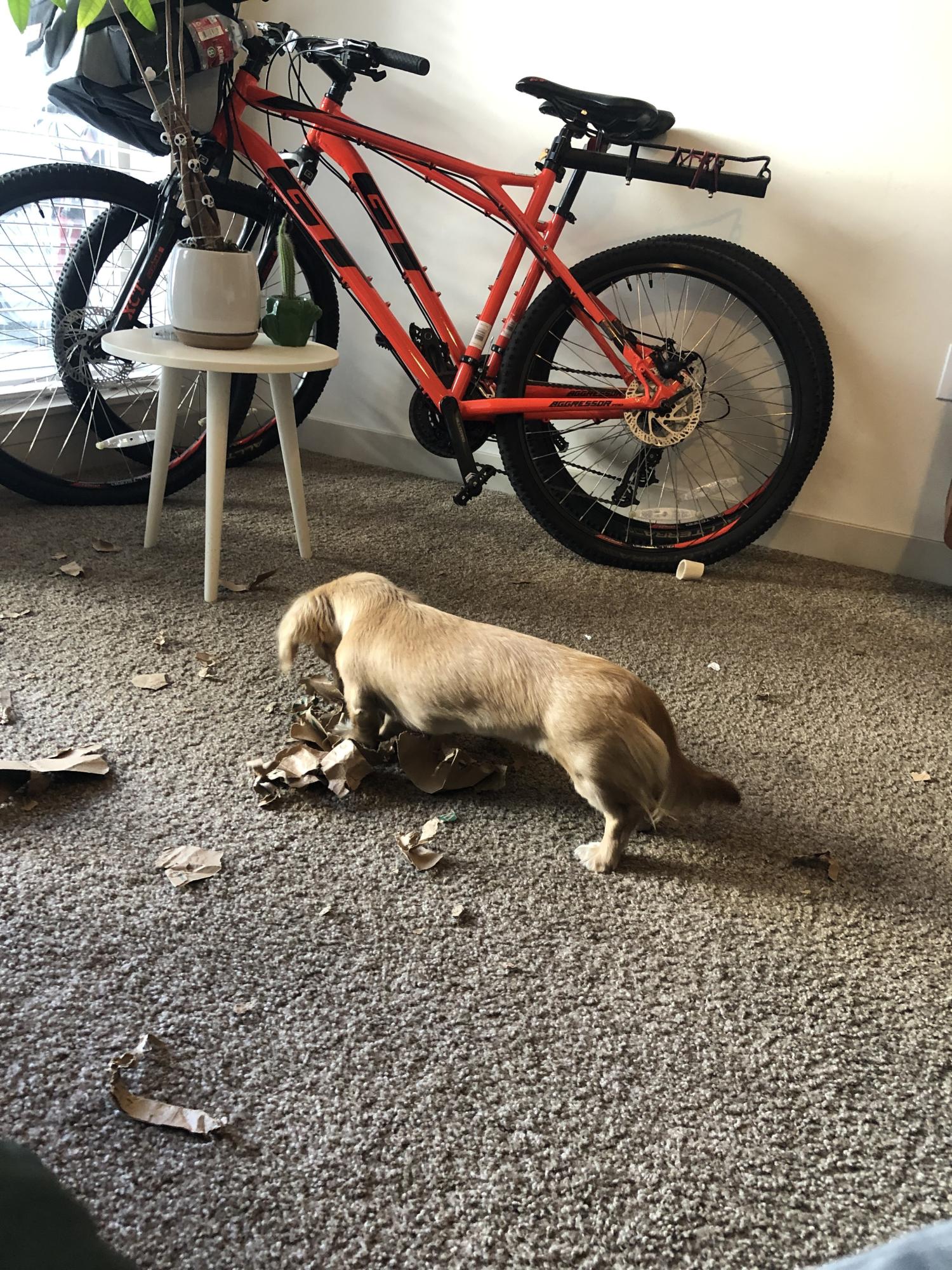 GT Bicycles Aggressor Orange