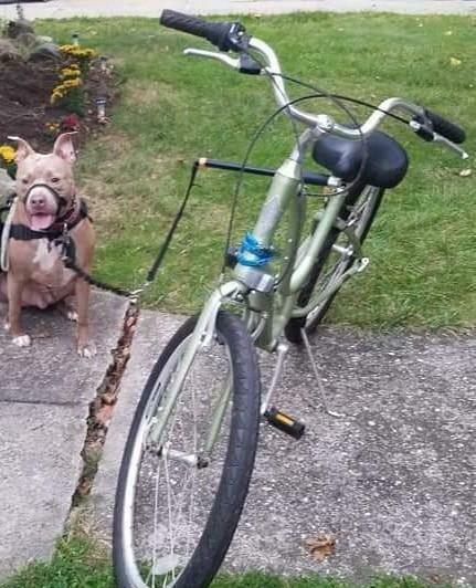 Electra townie Green