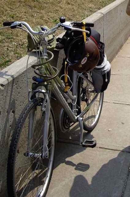 Giant Cypress  Black