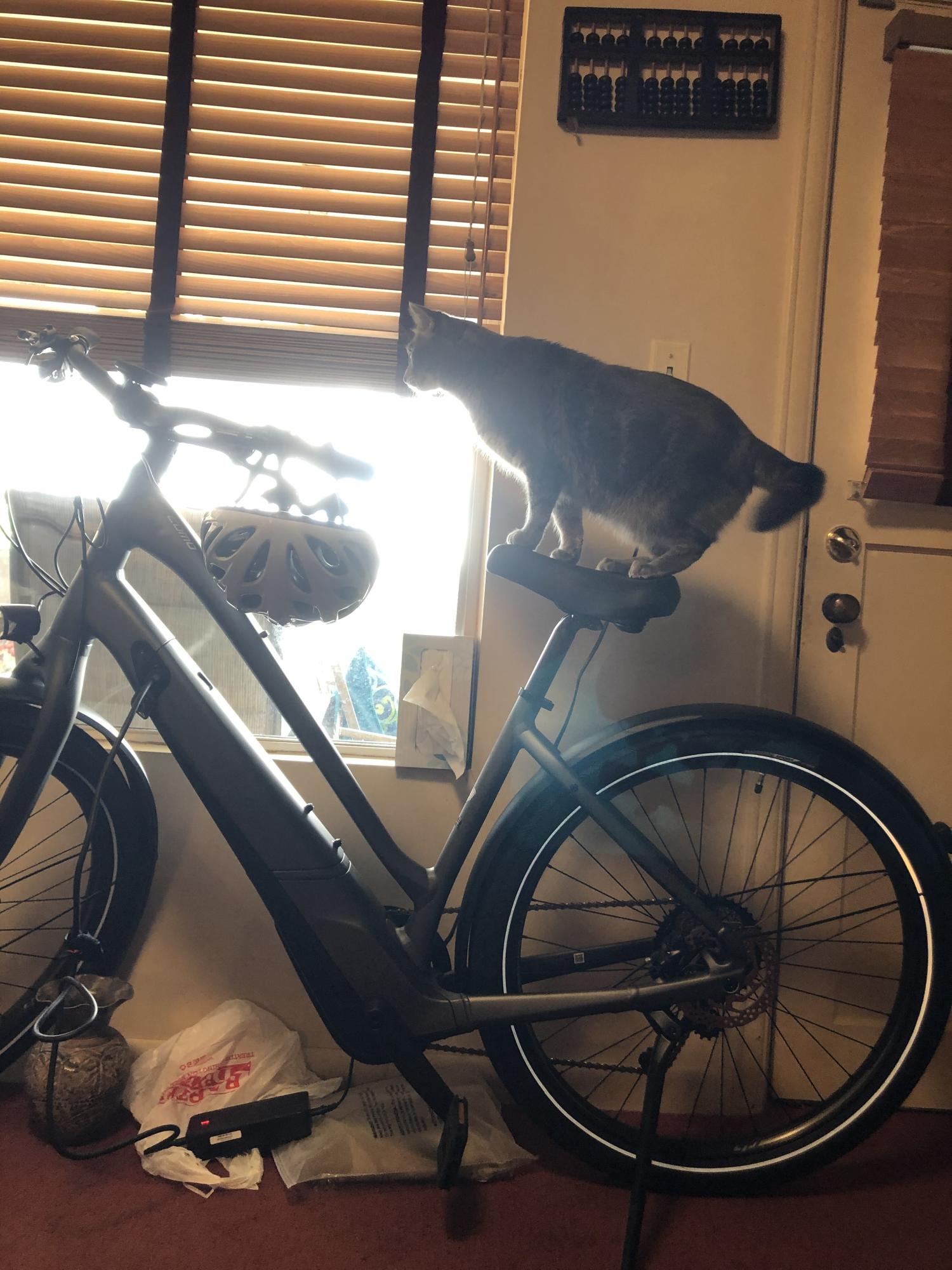 2019 Specialized Como Silver, gray or bare metal