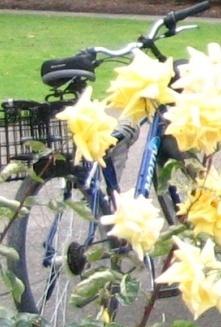 Motiv Smoothie  Blue