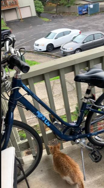 2015 Liv Cruiser Blue