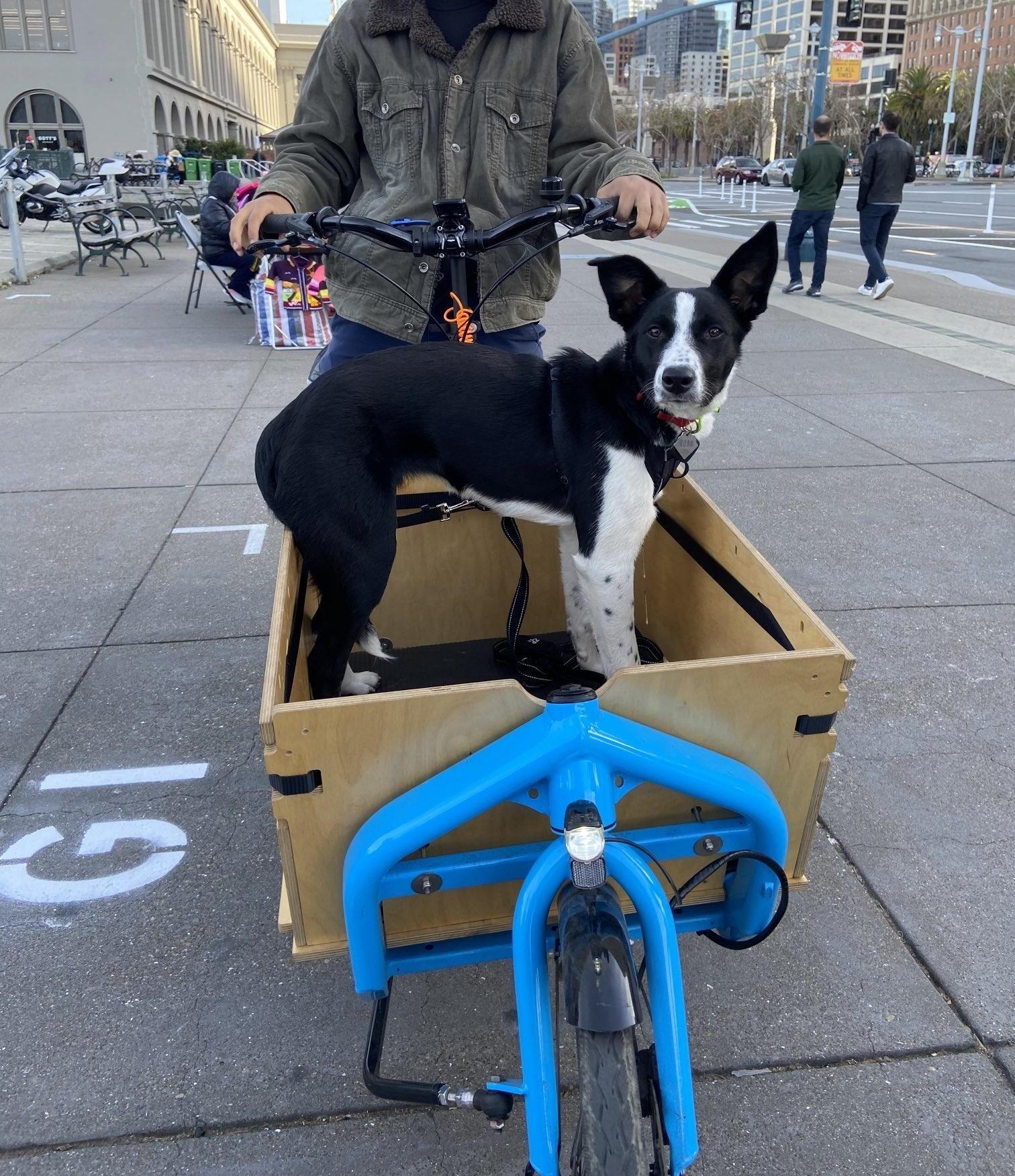 LarryvsHarry Bullitt e6100 Blue