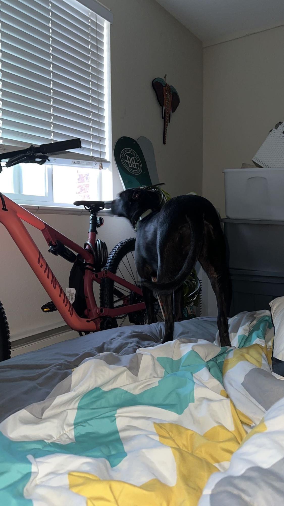 2022 Canyon bicycles Neuron 5 Pink