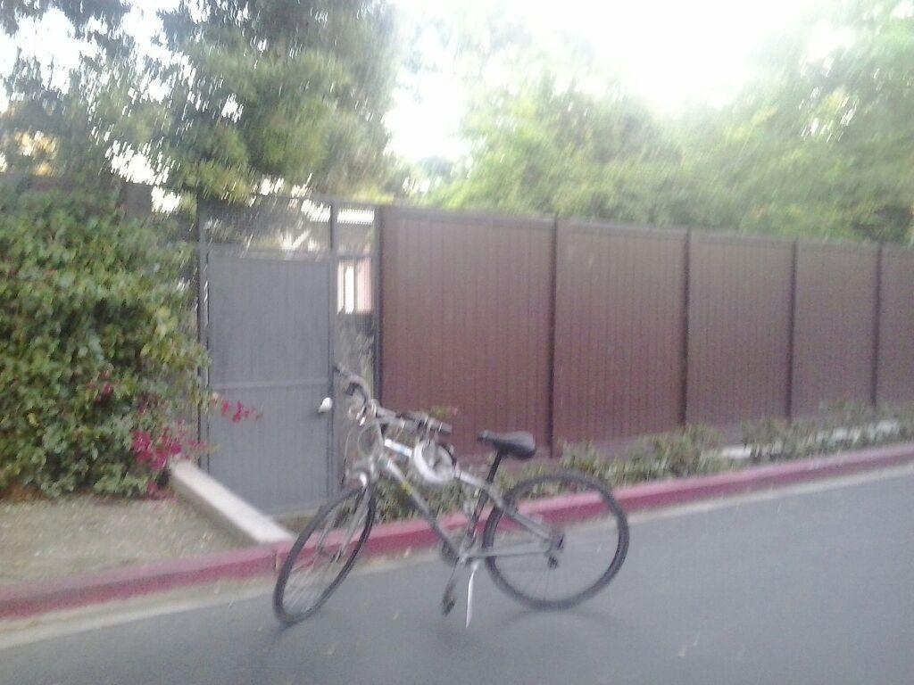 Giant Silver or Gray