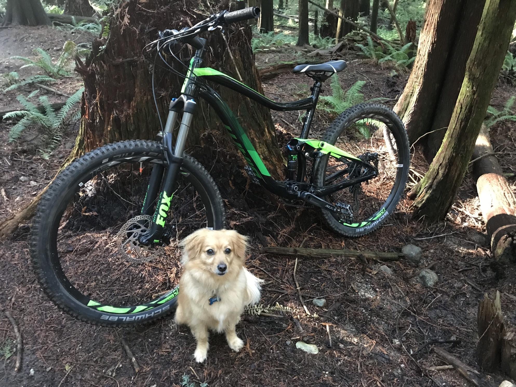 2017 Giant Trance 2 Black and Green