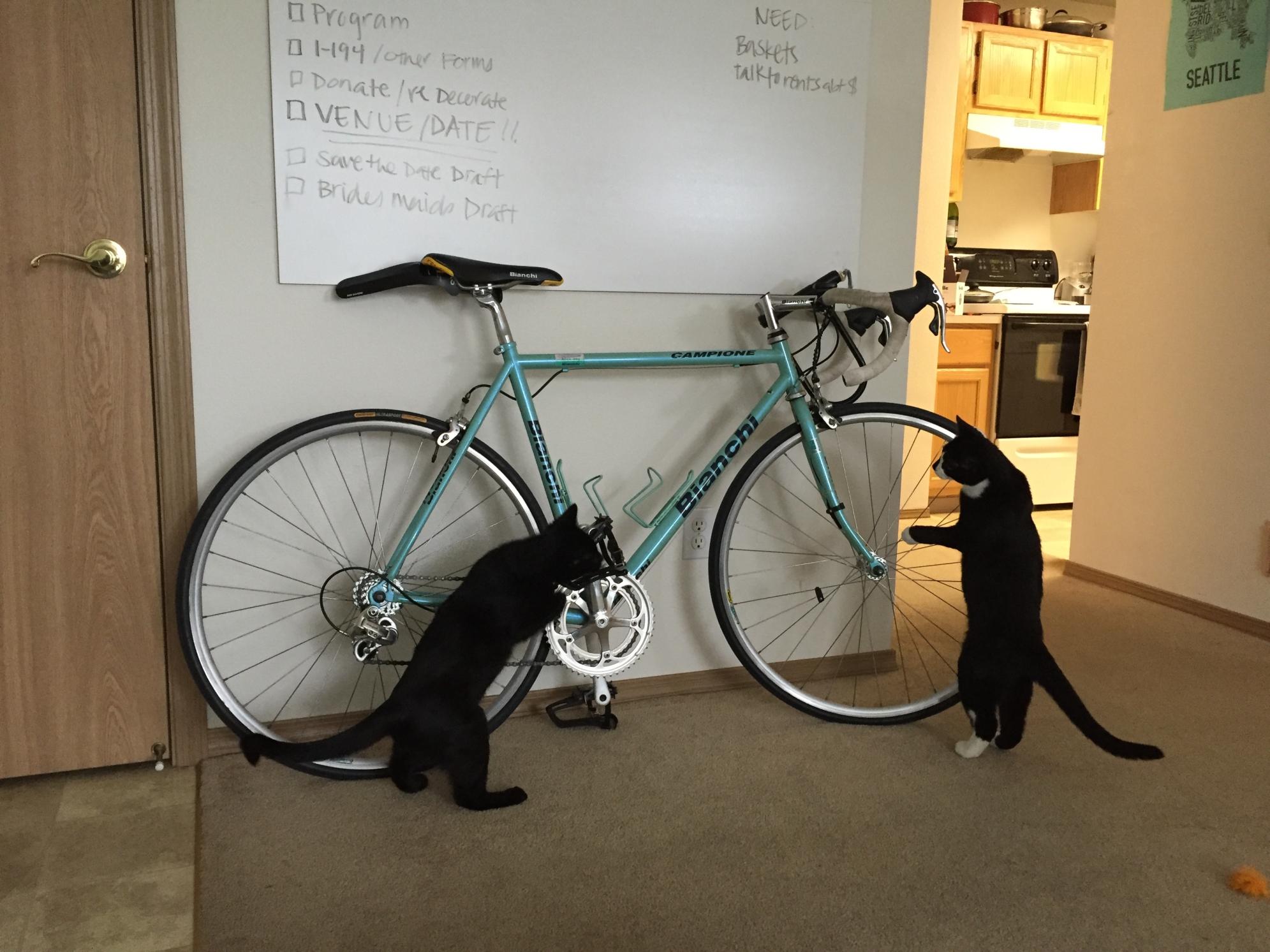 Bianchi Campione Green and White