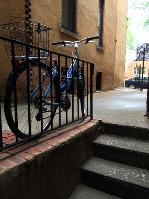 Giant Cypress   Silver or Gray and Blue