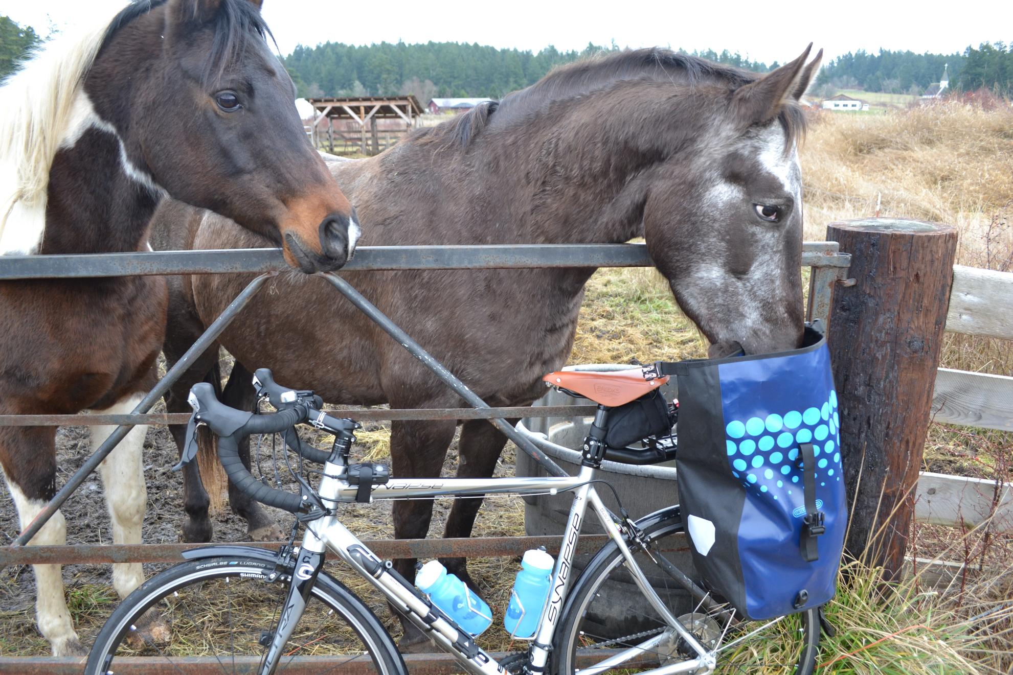 2012 Cannondale synapse 5 Silver or Gray