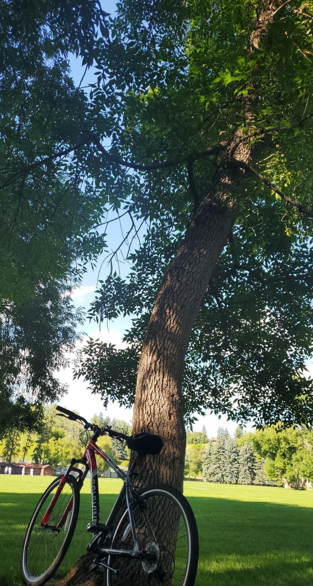 2018 Schwinn GTX Black, Red, and White