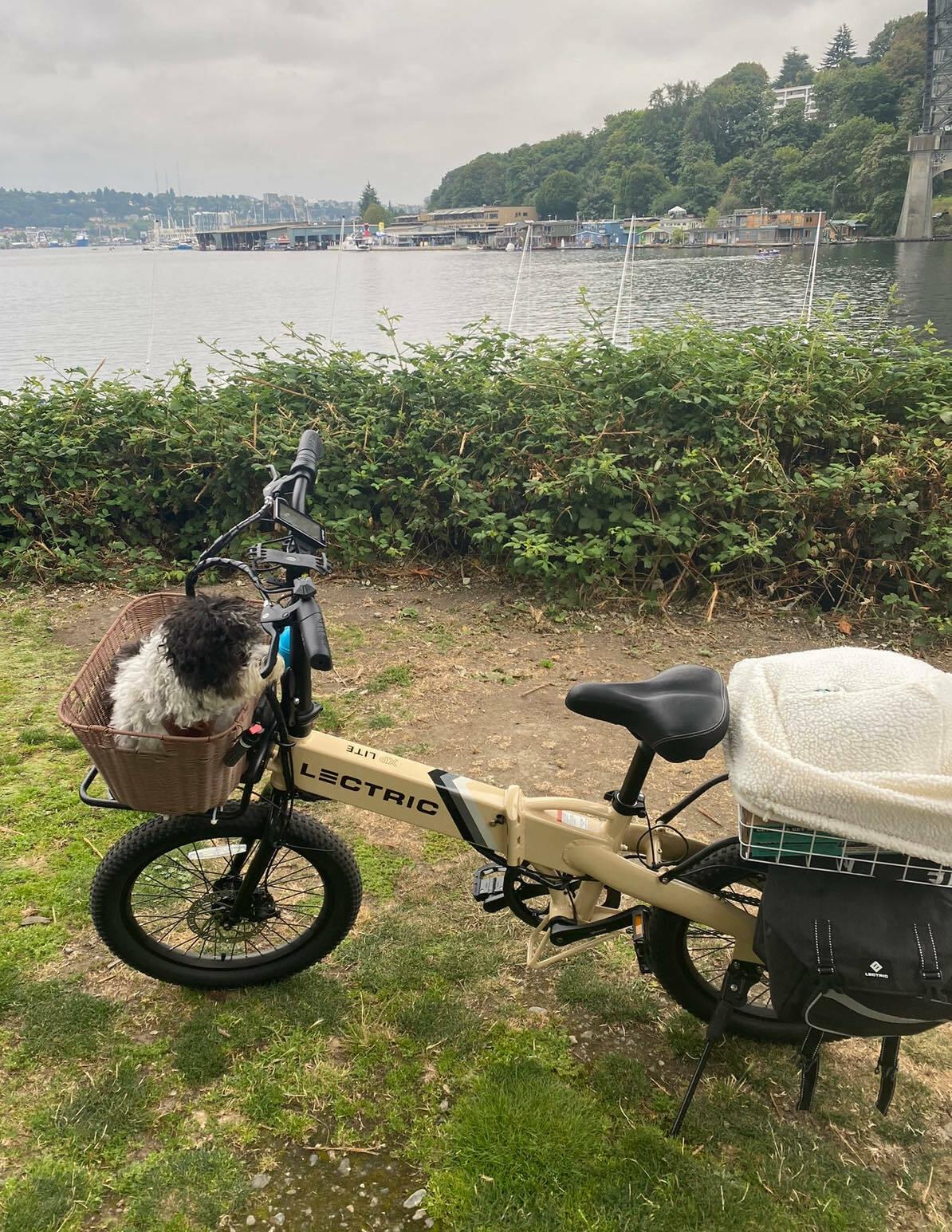 Lectric eBikes XP Lite Yellow or Gold