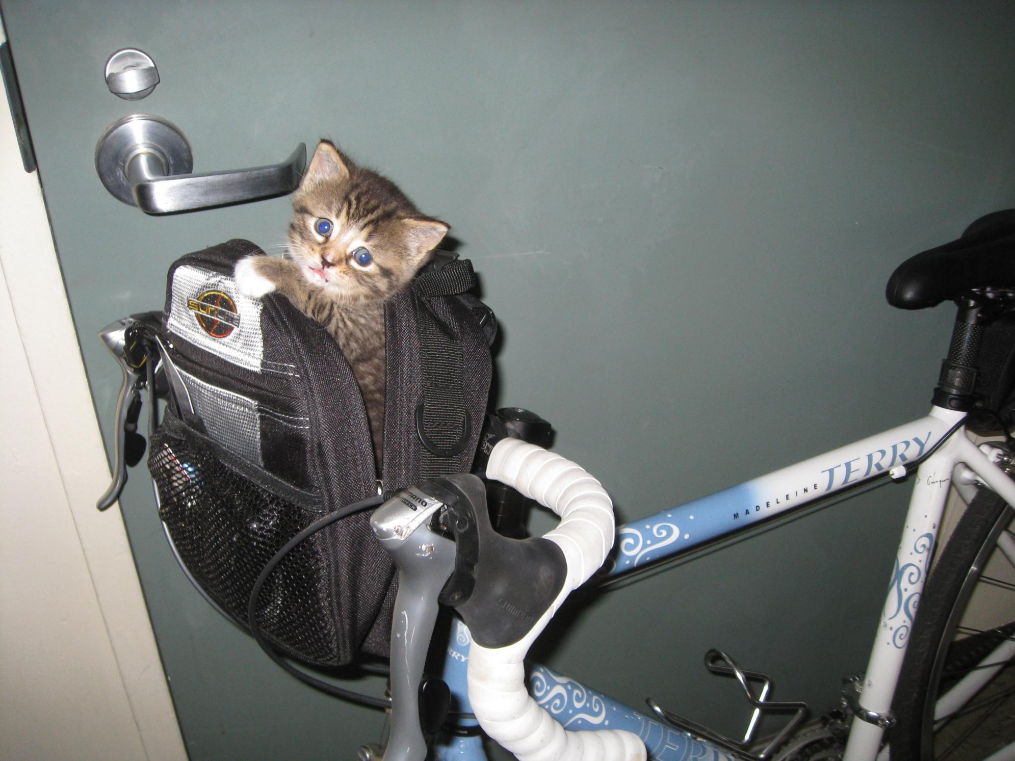 Terry Madeleine Blue and White