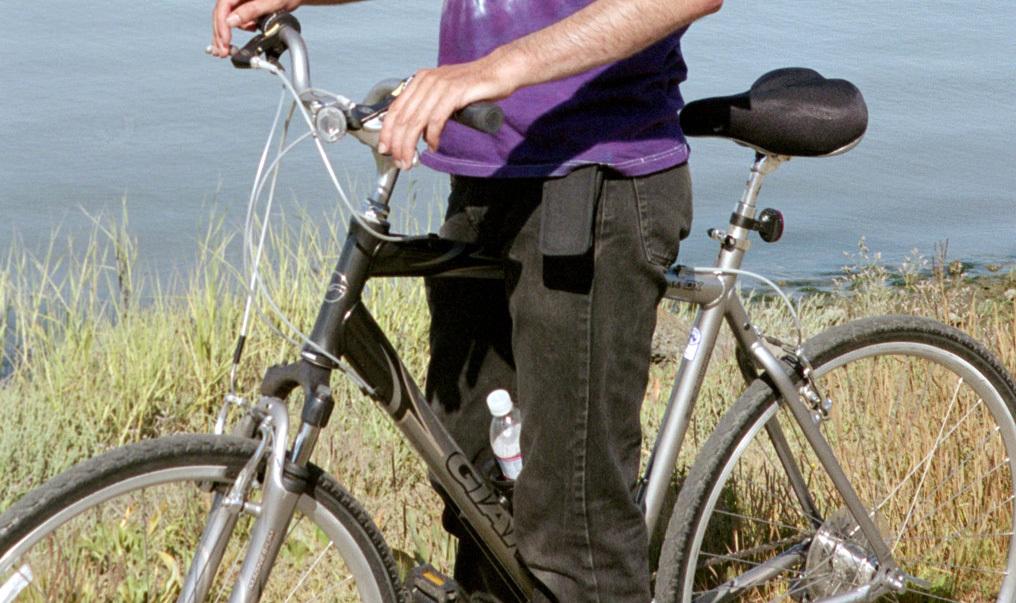 Giant Cypress Silver or Gray