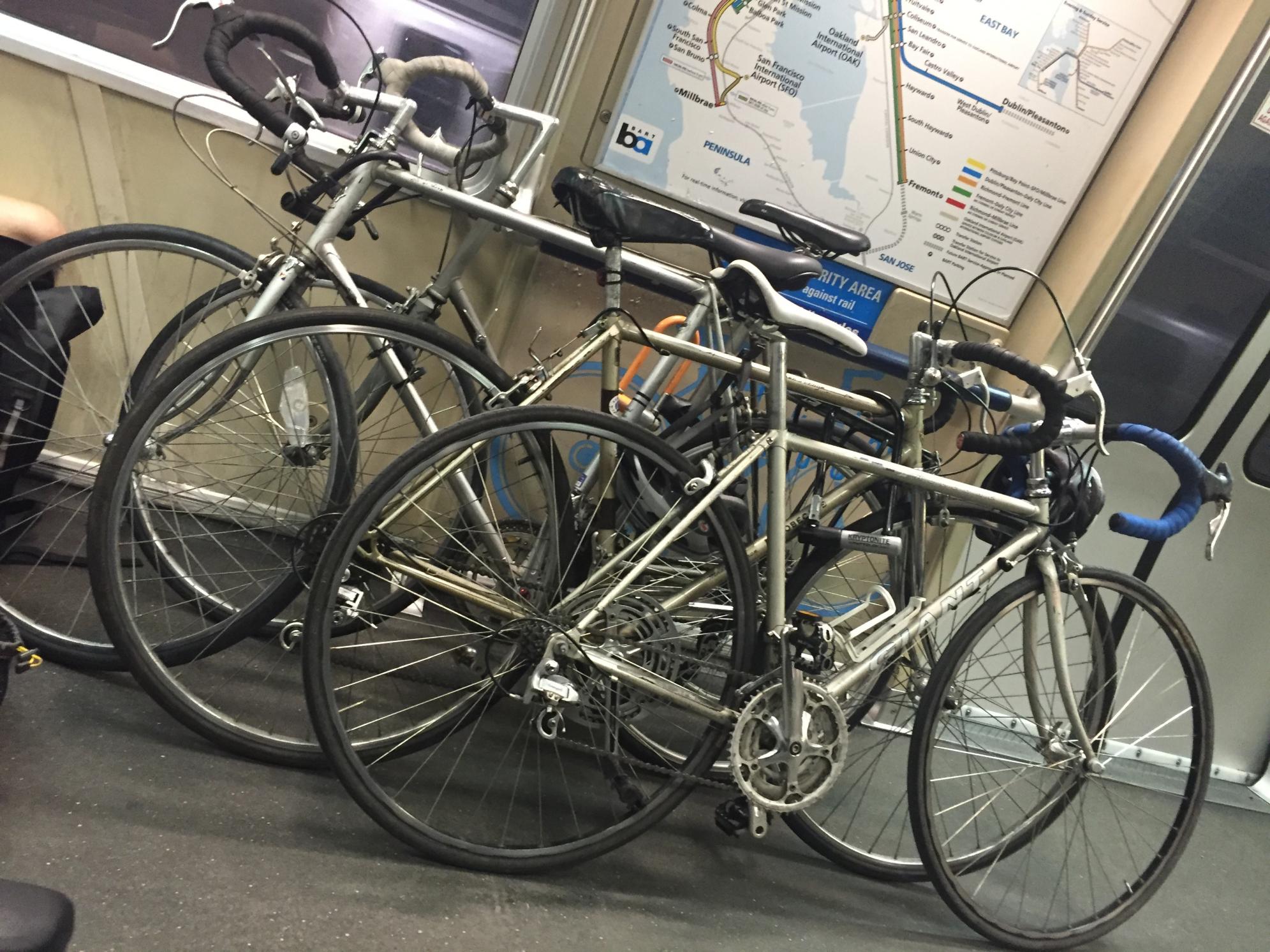 Giant Silver or Gray