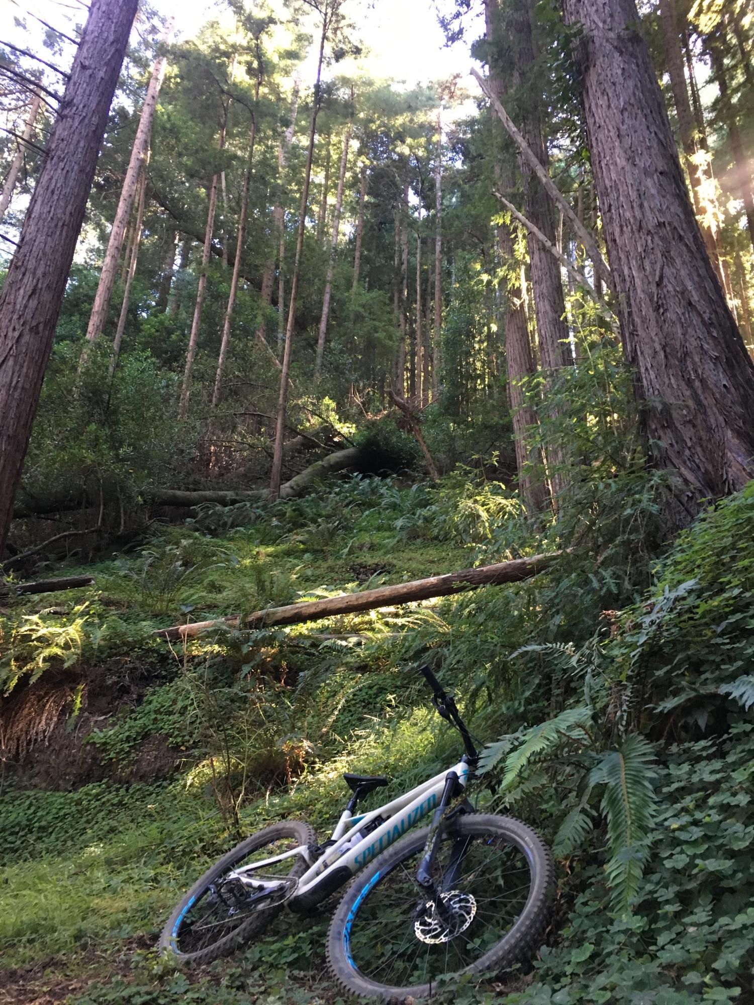 2019 Specialized stumpjumper White and Blue