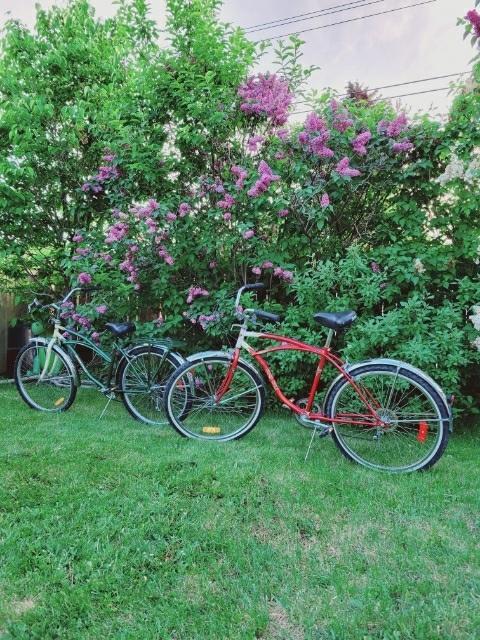 Supercycle Newport Cruiser Red