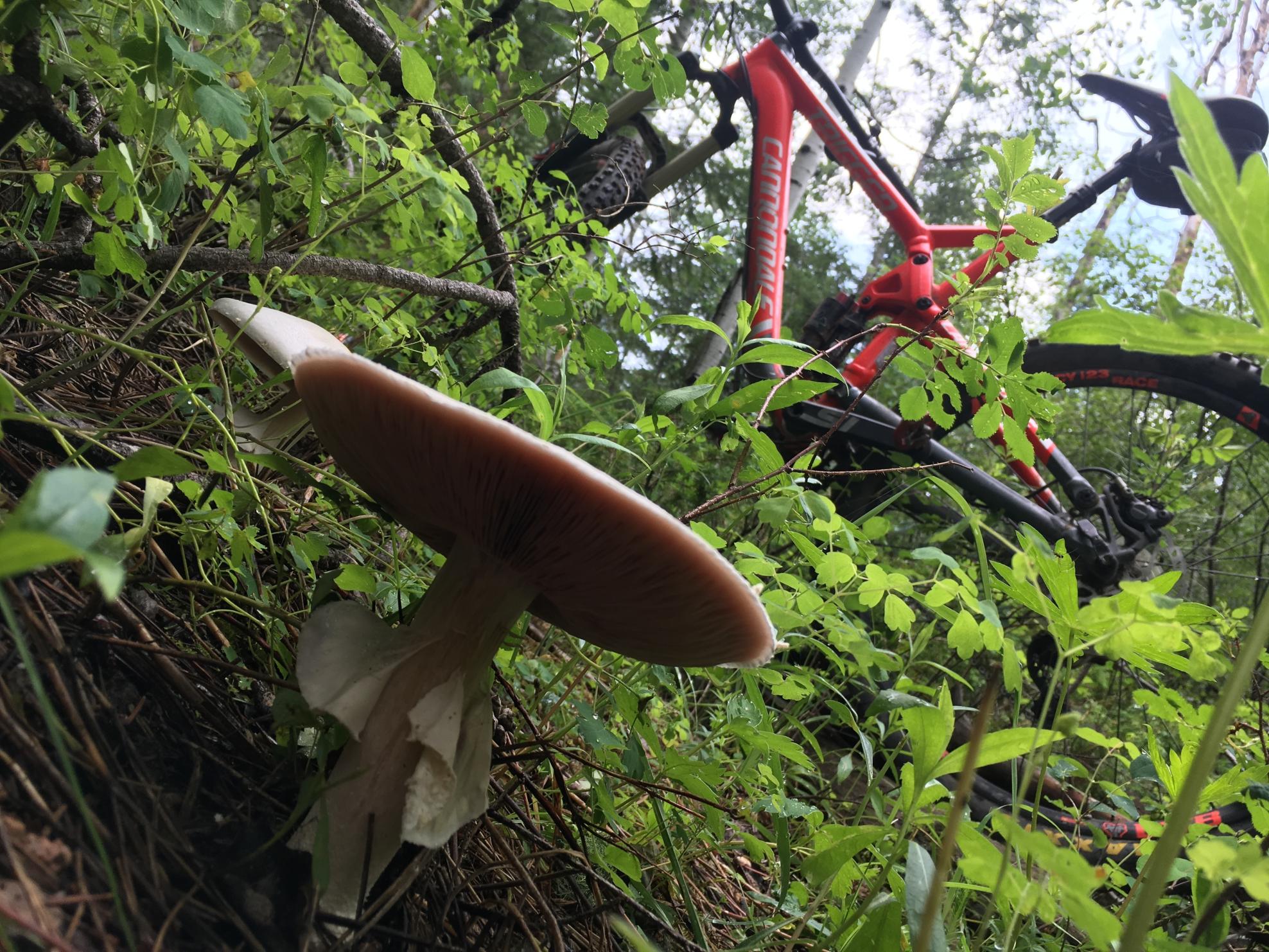 2016 Cannondale Trigger 3 Red