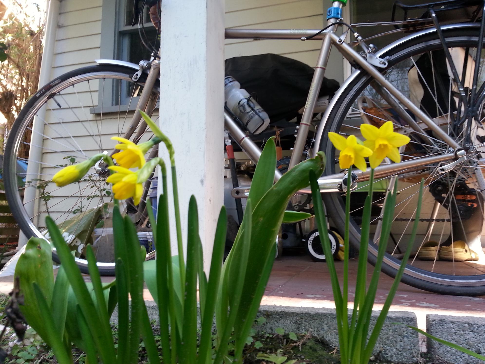 2010 Novara Verita, size small  Yellow or Gold