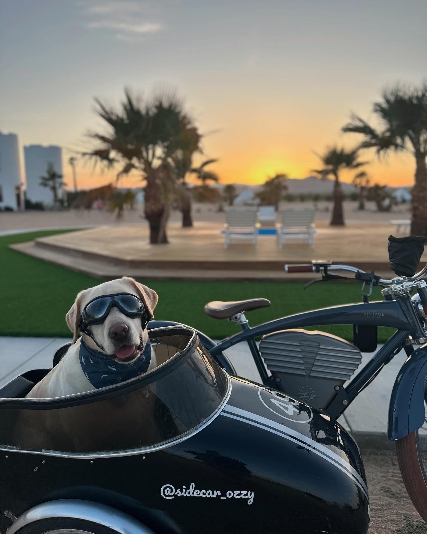 Vintage E-bikes Blue