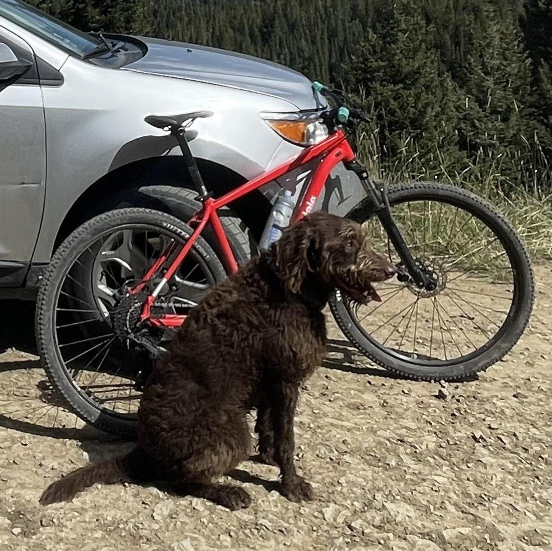 2023 Cannondale Trail 5 Large Red