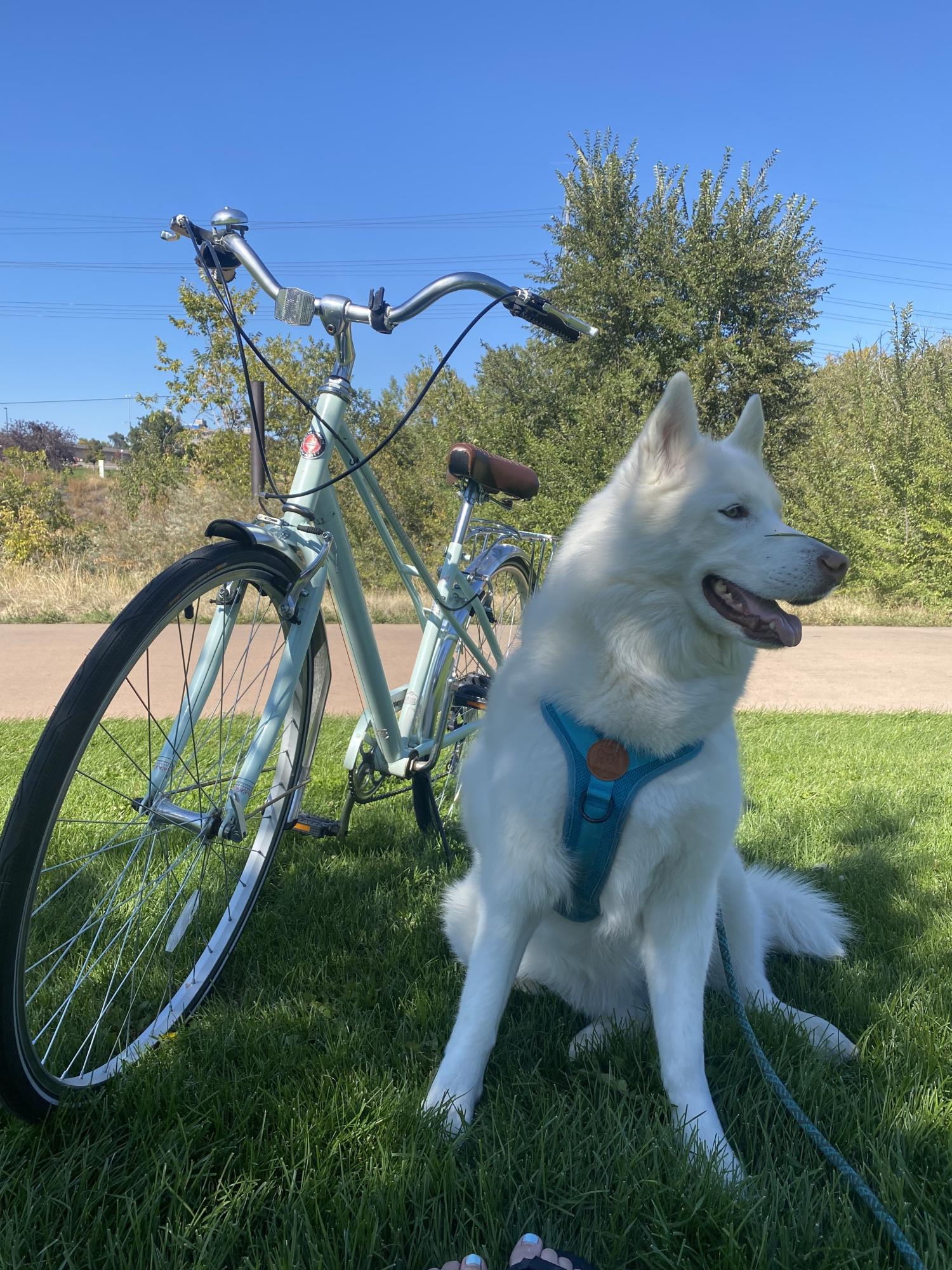 Schwinn Teal