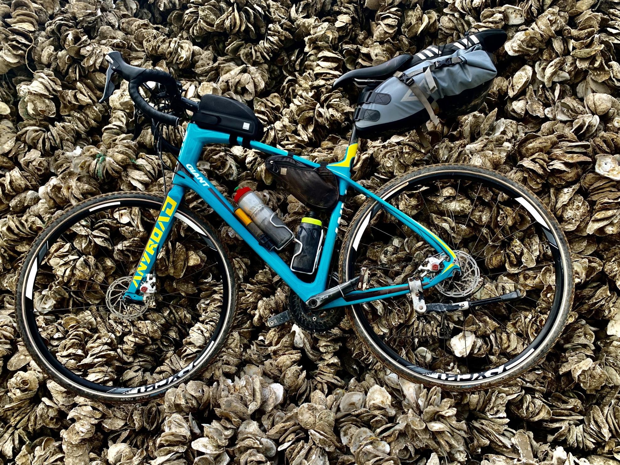 2015 Giant Anyroad Comax Blue and Yellow or Gold