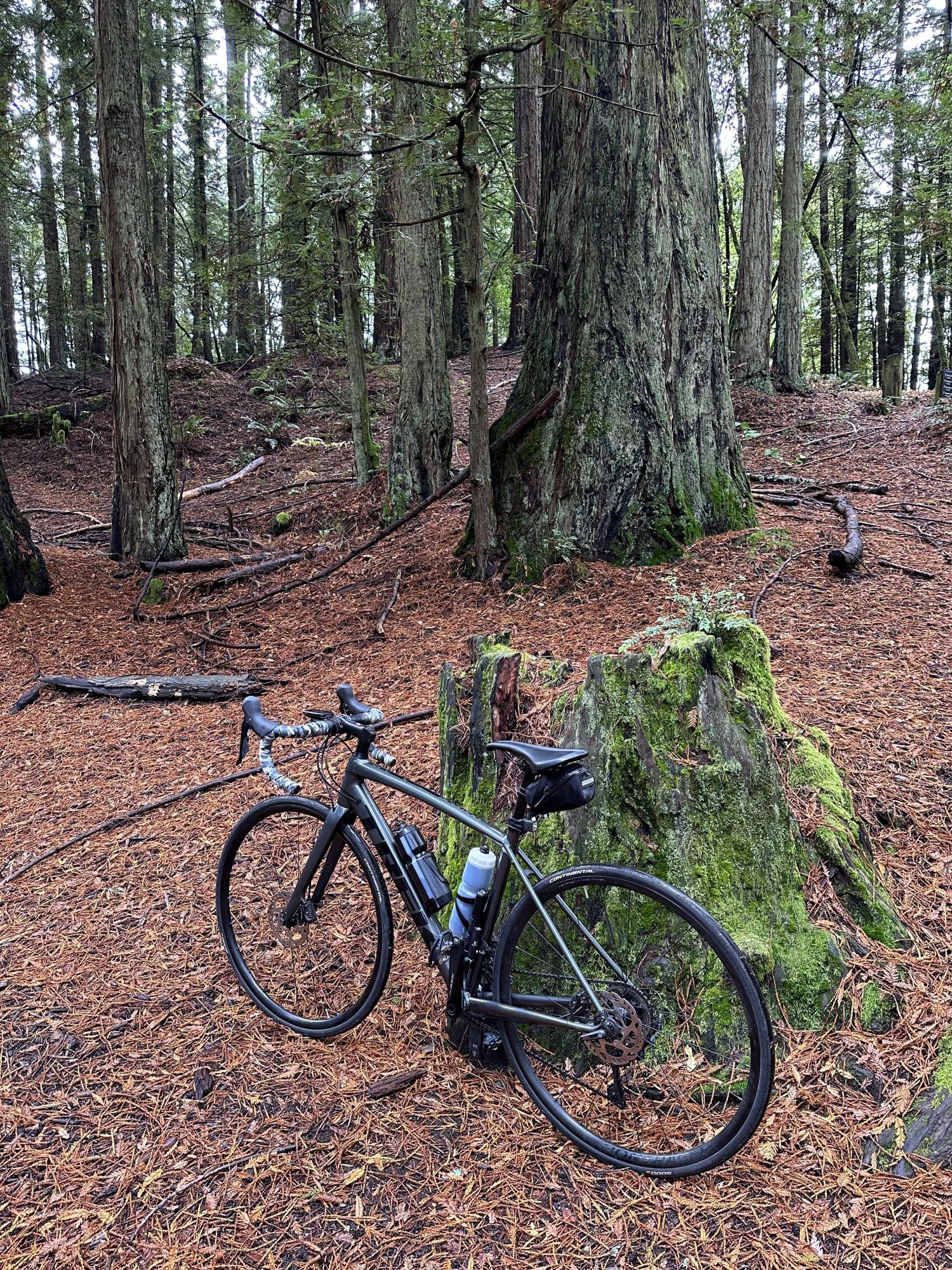 2021 Trek Domane AL 5 Disc Silver, gray or bare metal