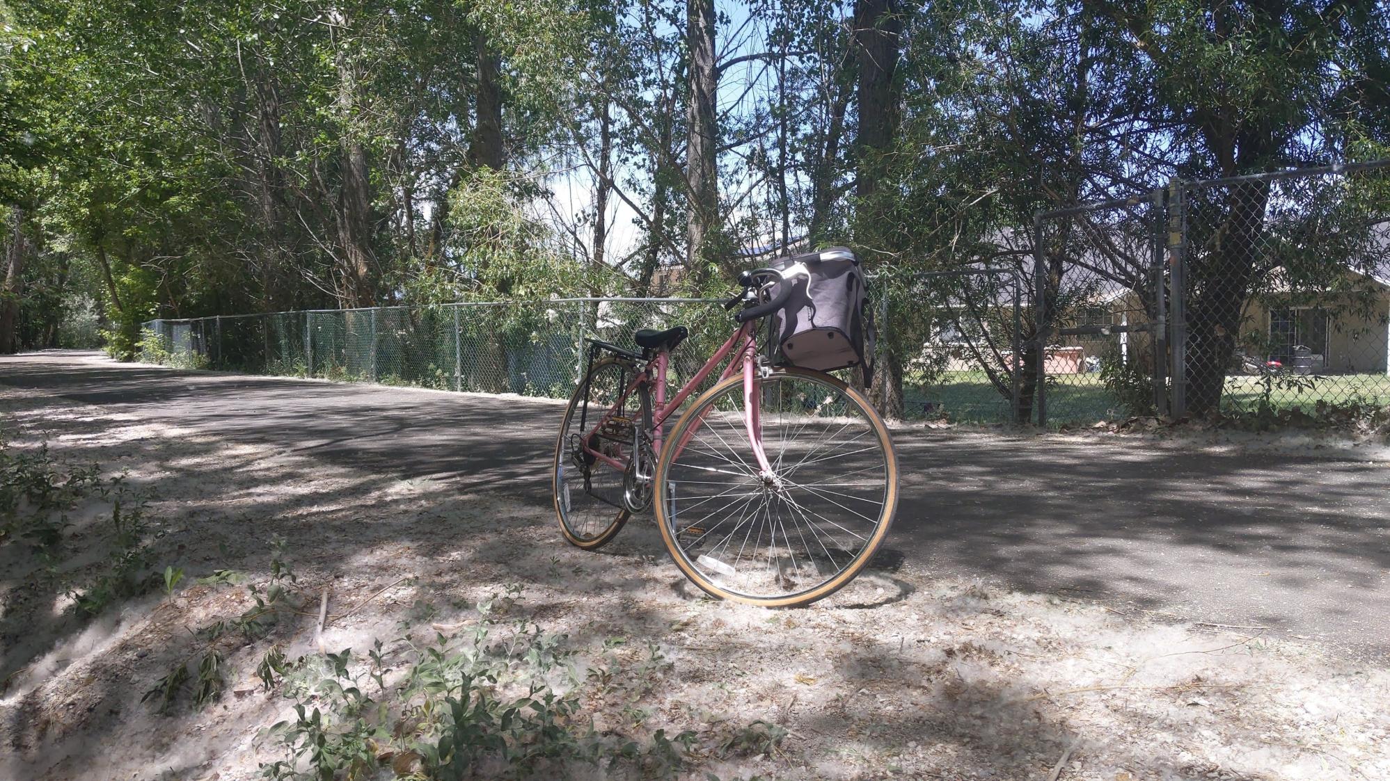 Schwinn Caliente Pink