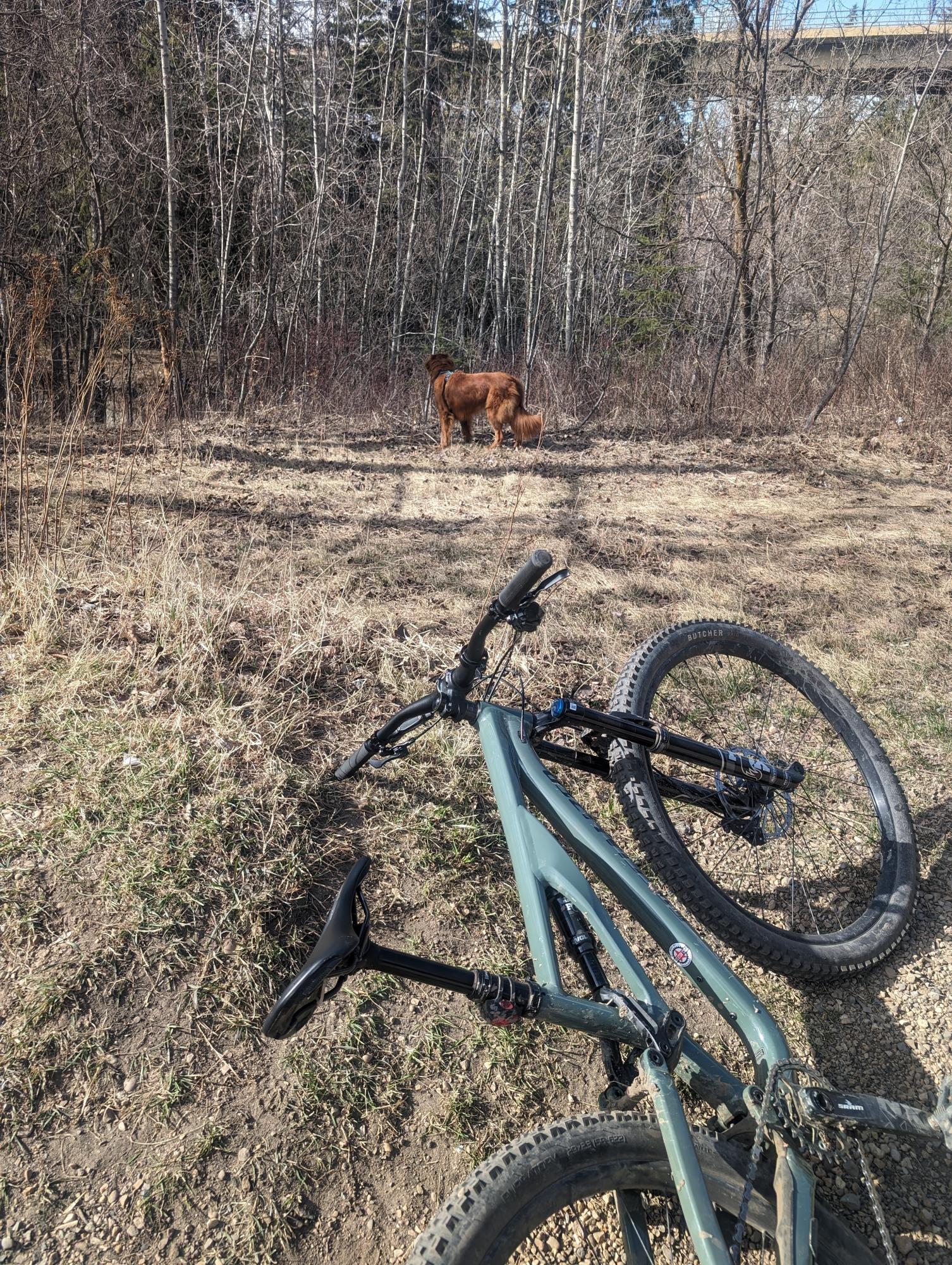 2021 Specialized Stumpjumper Comp Alloy S2 Sage Forest Black