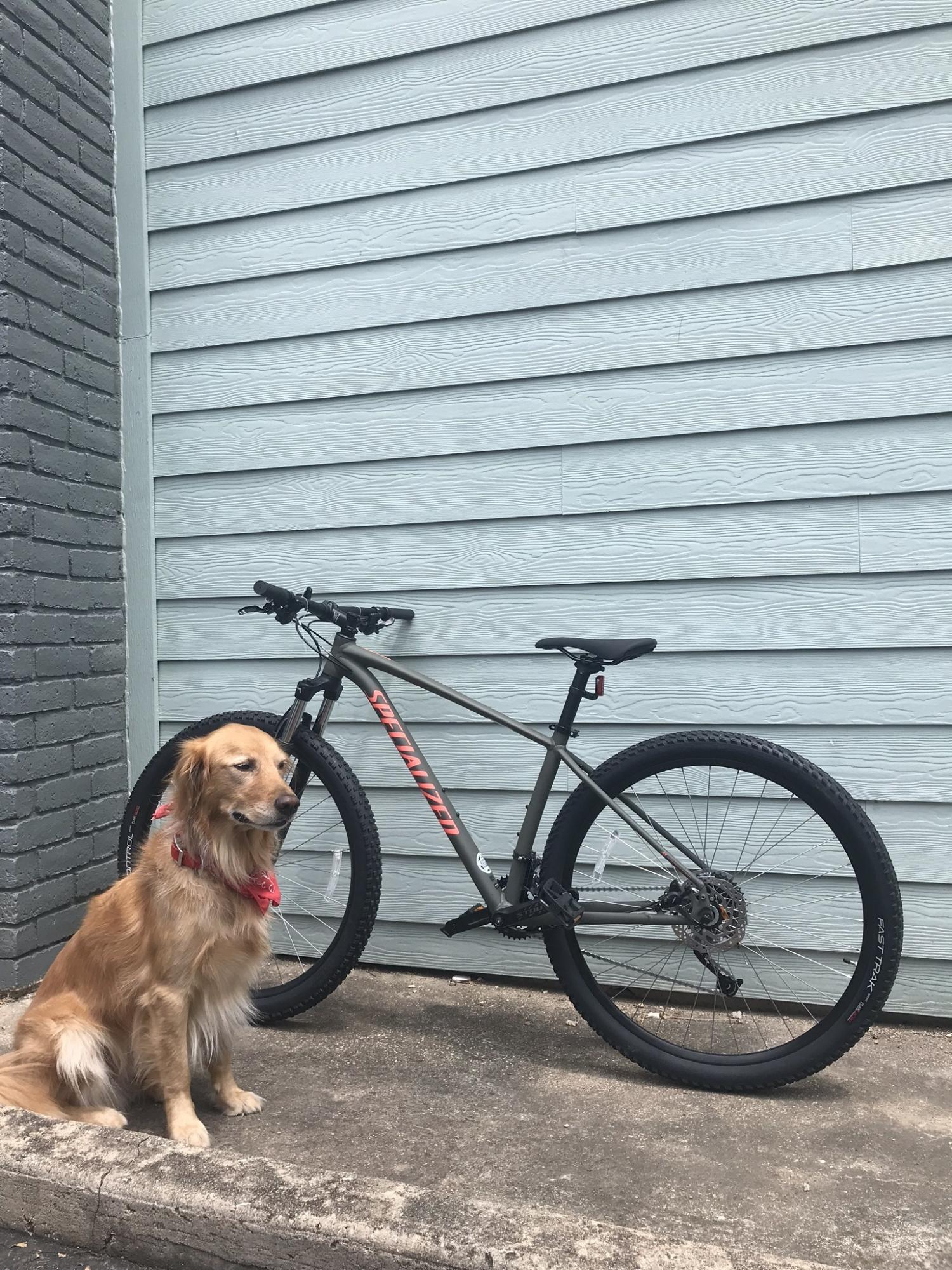 2019 Specialized Green