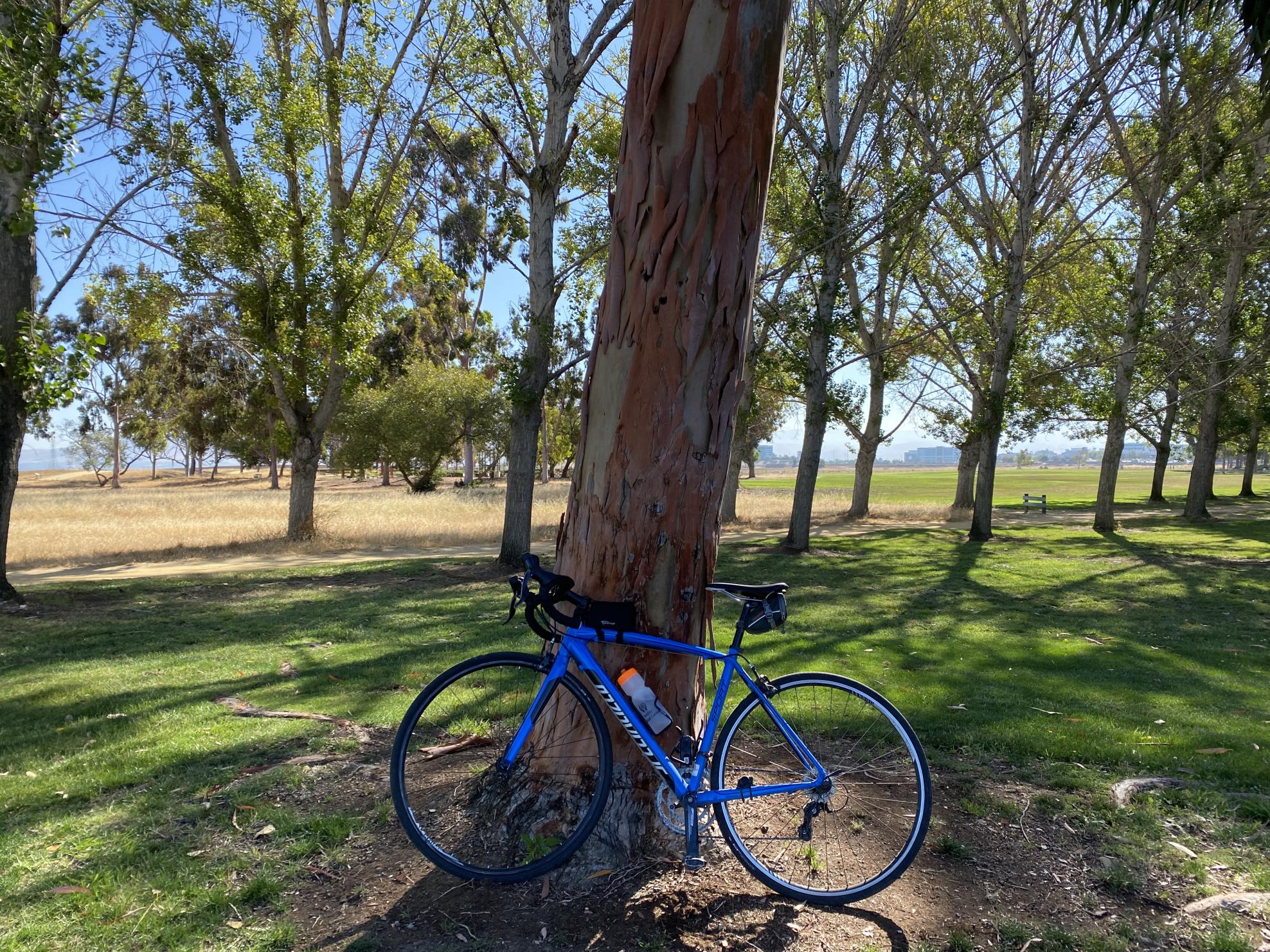 2012 Specialized Blue