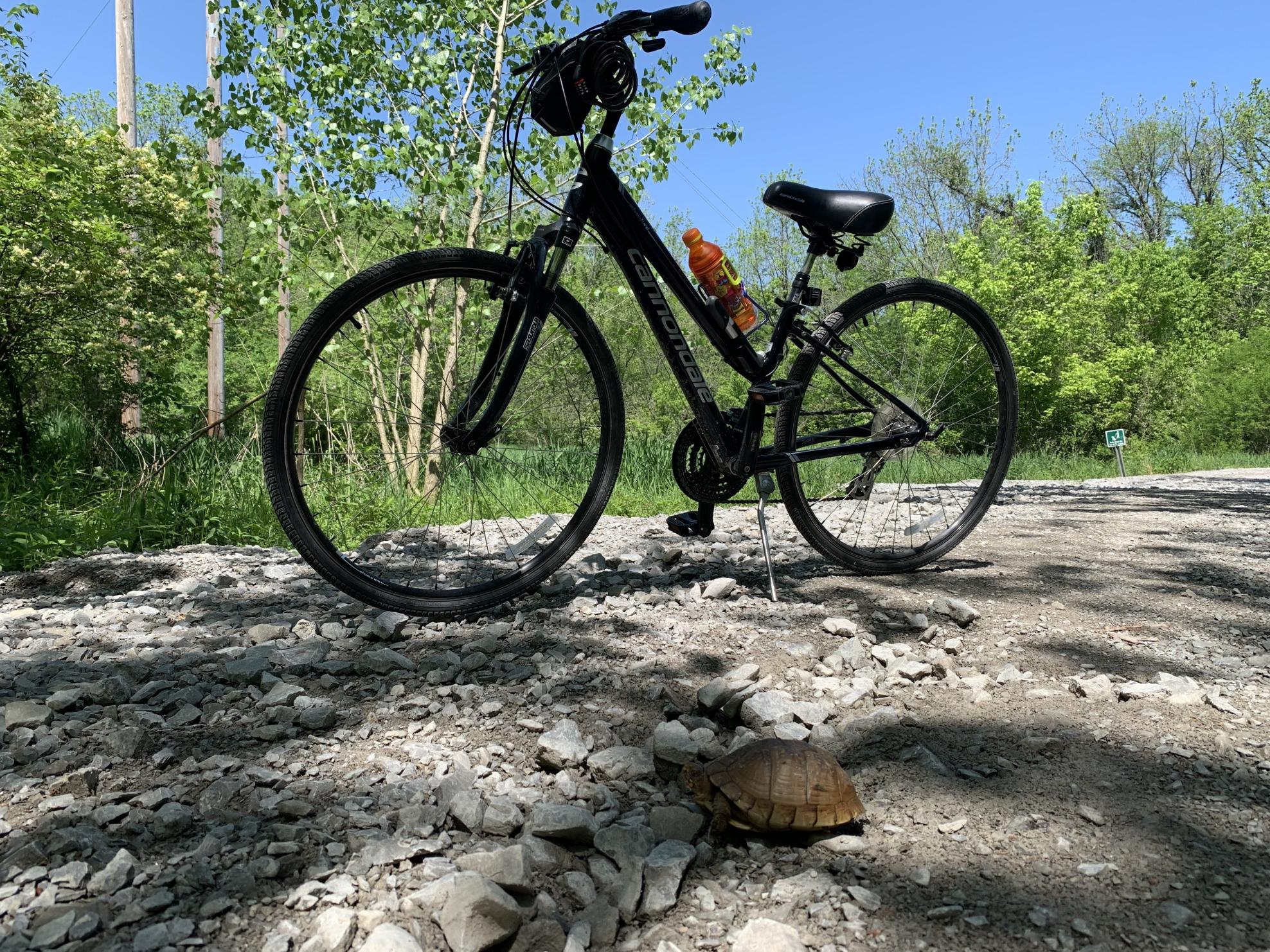 2018 Cannondale Adventure Women’s 2 Blue