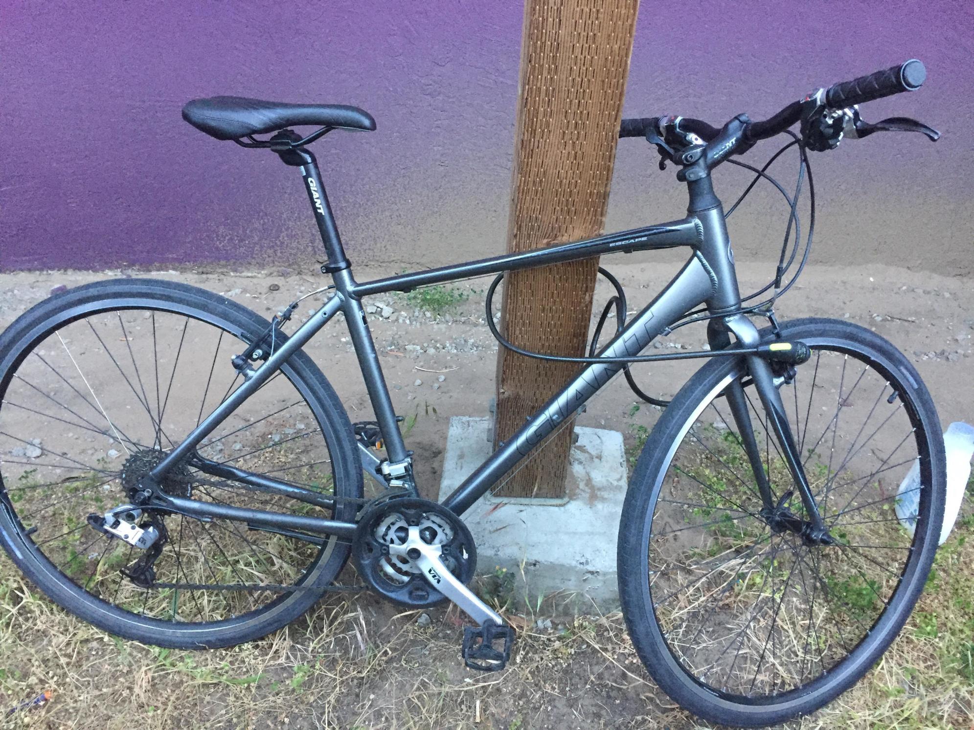 Giant Silver or Gray