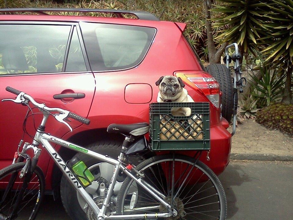 2010 Marin Bikes Sausalito Silver or Gray