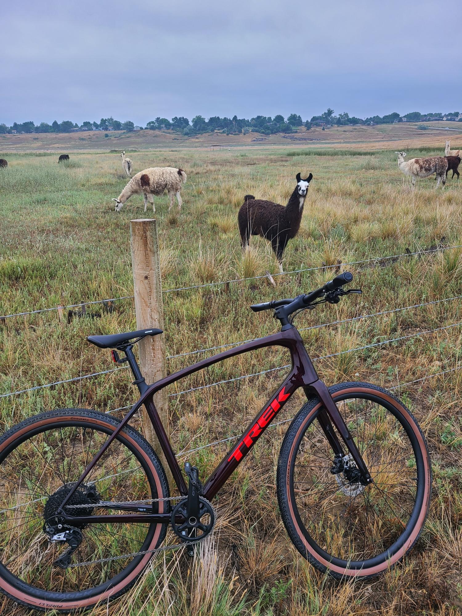 2025 Trek FX Sport 5 Red