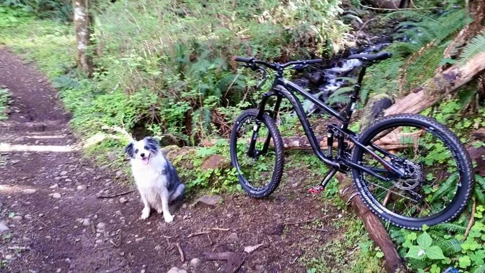 2015 Norco Bikes range a7.1 Black