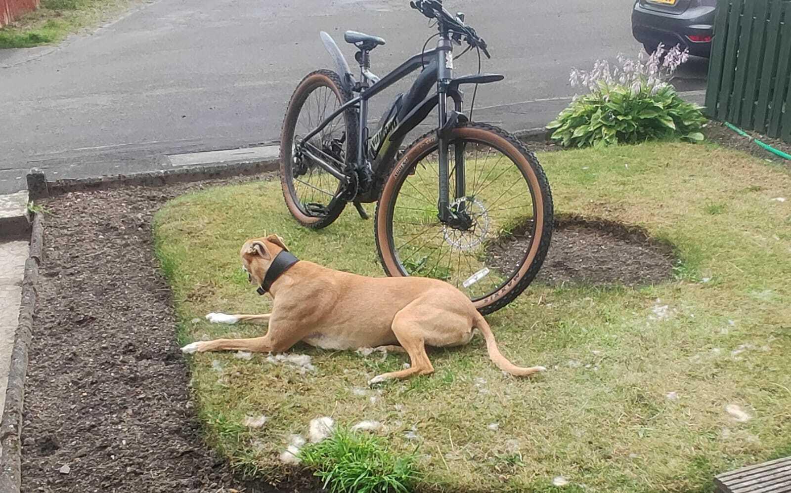 Voodoo Bazango Silver, gray or bare metal, Green, and Black